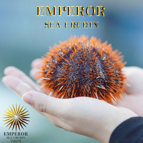 The Best of Best “Emperor Sea Urchin” in Japanese histor