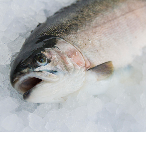 EmperorFood Japan |PremiumSashimi Grade“「salmon trout」”