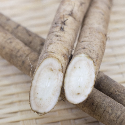 GOBO Burdock tea（Tea bag）12P