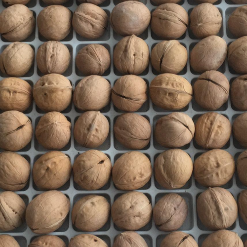 walnuts