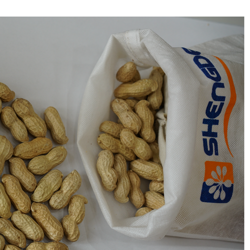 Peanut in shell