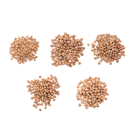 CHICKPEA