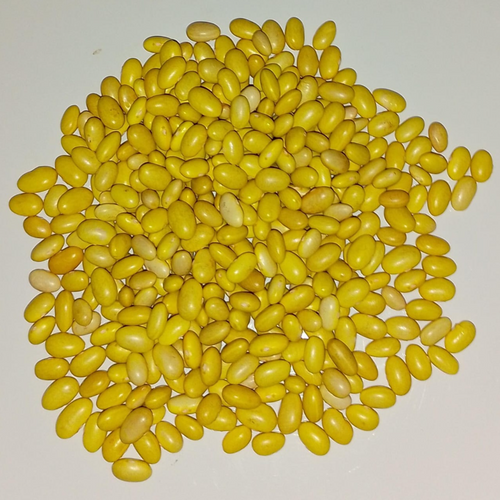 Canary Beans