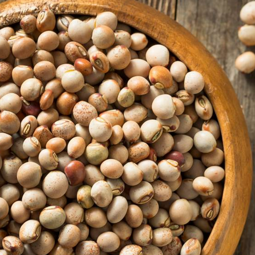 Castilla Bean/ Palo Bean/ Canary Bean