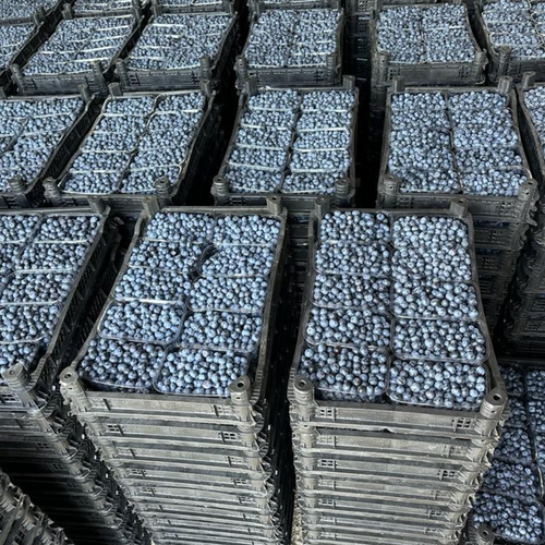 Fresh Blueberries