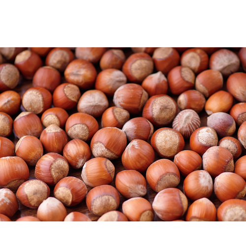 In shell hazelnut