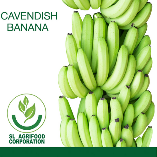 FRESH CAVENDISH BANANA
