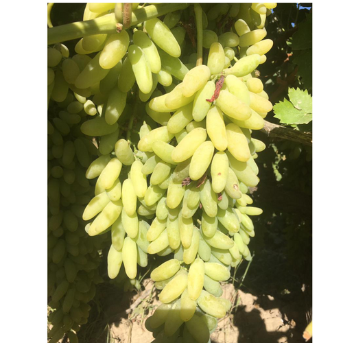 Grapes