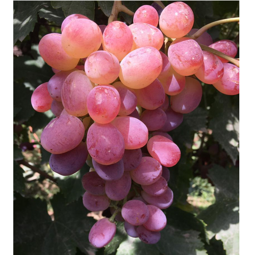Grapes