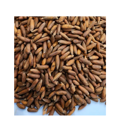 PINE NUTS KERNEL