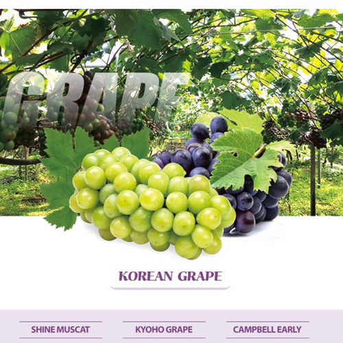 Korean Fresh Grape