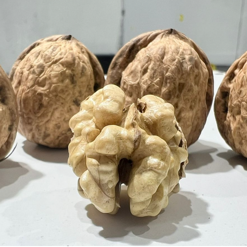In-shell Walnuts