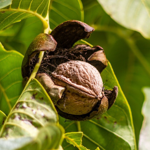 In-shell Walnuts