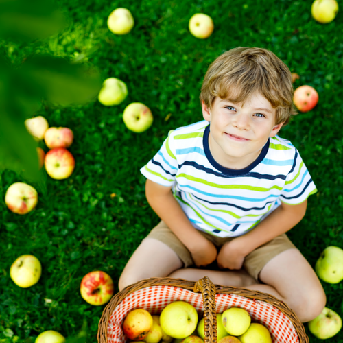 Apple Puree