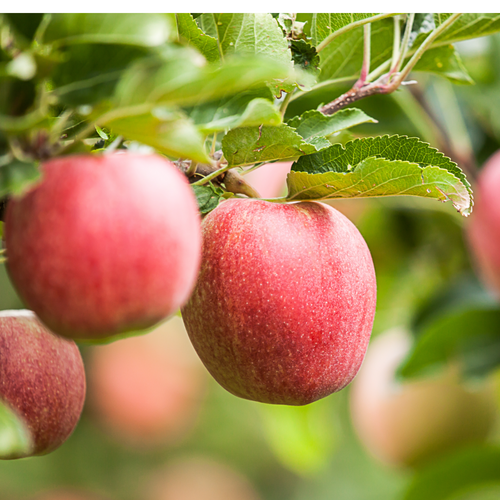 Apple Puree