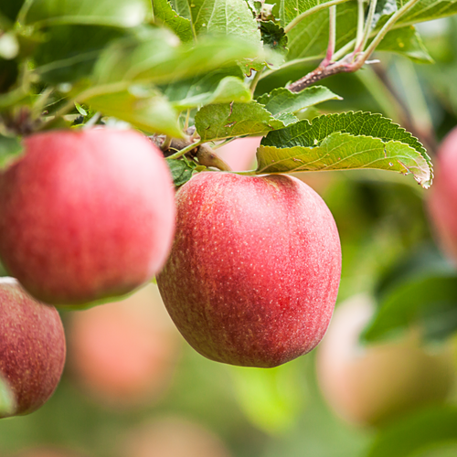 Apple Juice Concentrate (AJC)