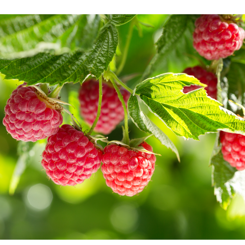 Frozen Raspberry IQF