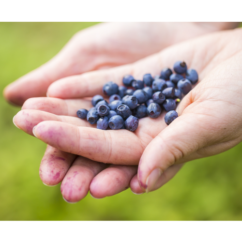Blueberry wild IQF