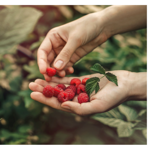 Frozen Raspberry IQF