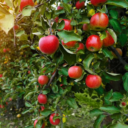 Apple Juice Concentrate (AJC)