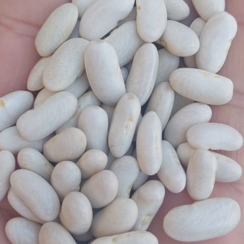 Cannellini Beans