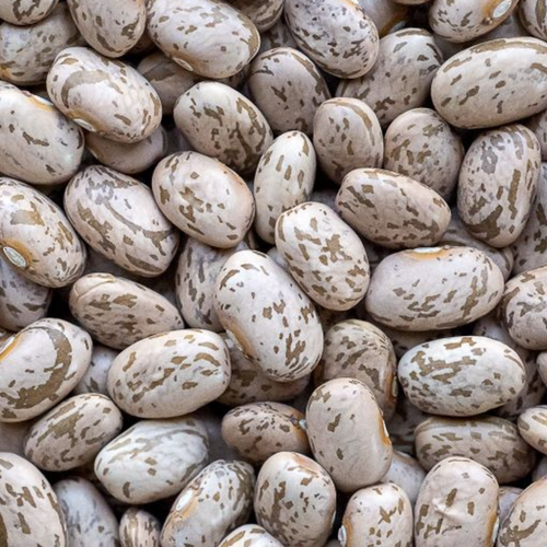 Pinto Beans