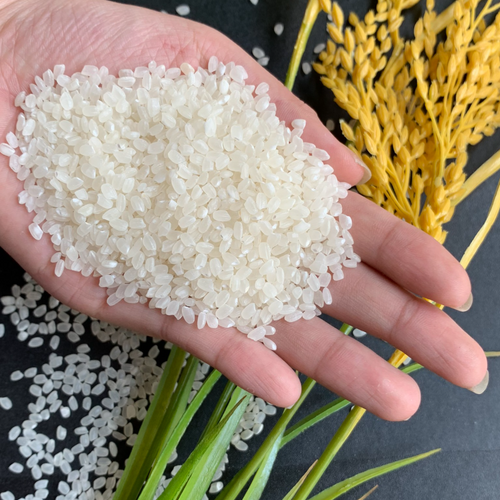Vietnamese Japonica rice 5% broken