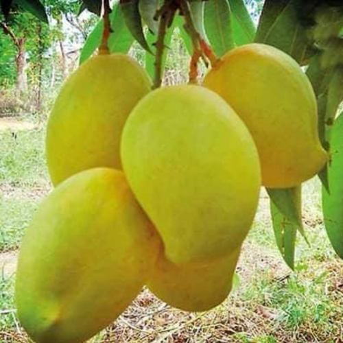 Fresh TJC Mango