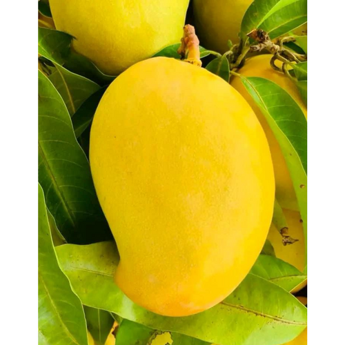 Fresh TJC Mango