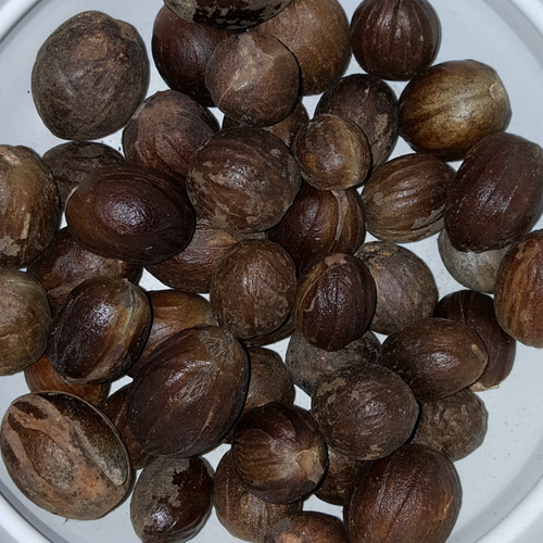 Ceylon Nutmeg with shell