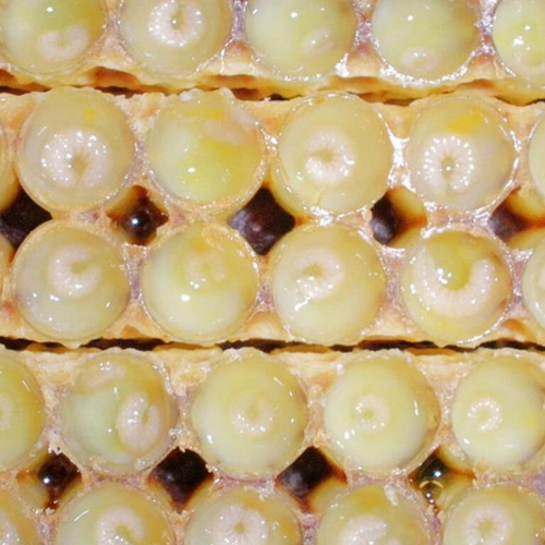 Royal jelly