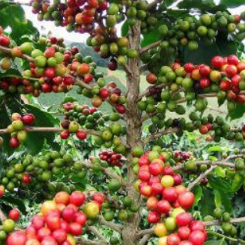 coffee beans
