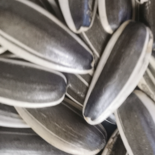 SUNFLOWER SEEDS-363