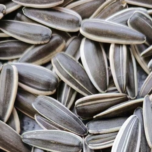 SUNFLOWER SEEDS- T6