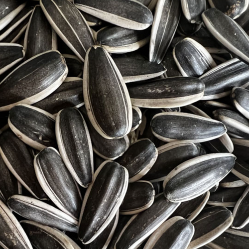 363 sunflower seeds factory Inner Mongolia China