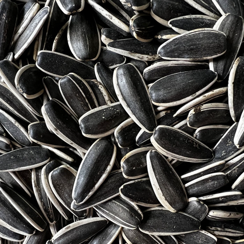 T5,sunflower seeds factory from Inner Mongolia China T5 type