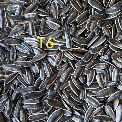 T6, sunflower seeds T6 from Inner Mongolia, China factory supplying