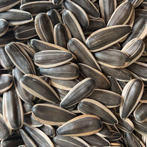 361 sunflower seeds factory Inner Mongolia China.
