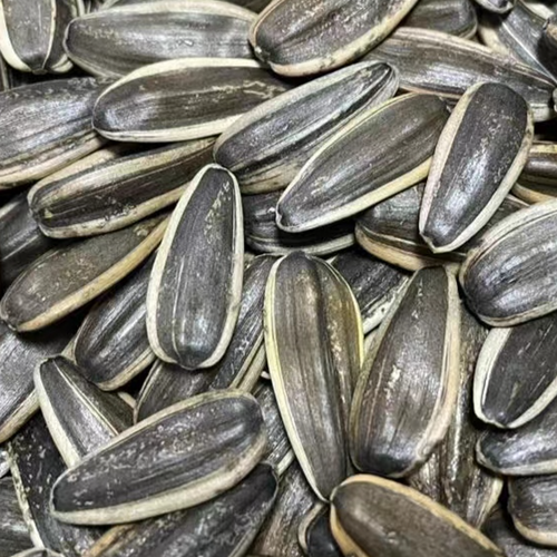 sunflower seed T6