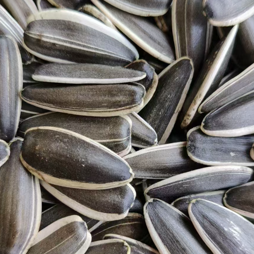 sunflower seeds 361