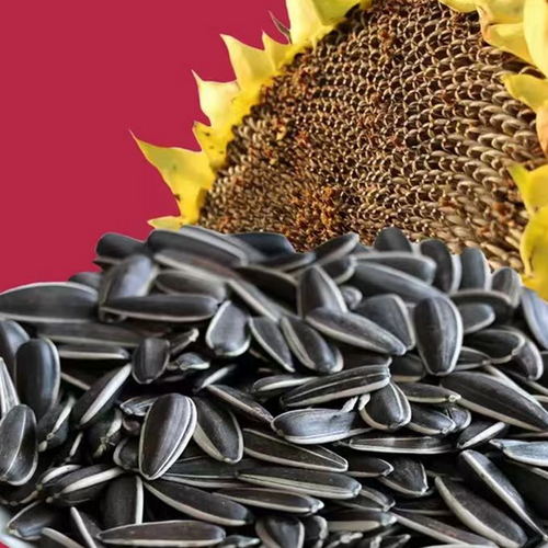 Sunflower Seeds