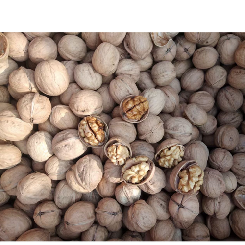 Walnut