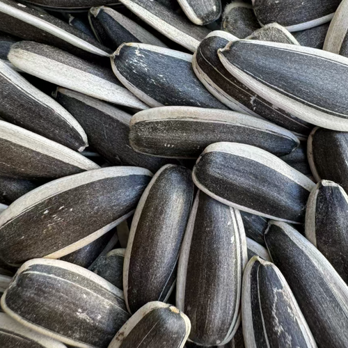 sunflower seeds