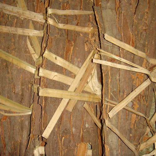 CASSIA WHOLE WITH BAMBOO BUNDLES