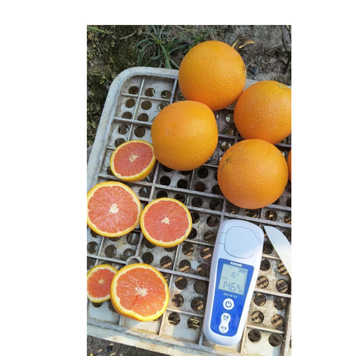 navel orange