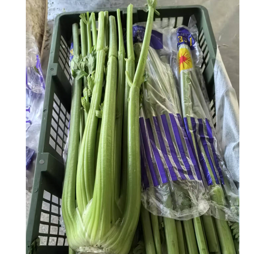 fresh carrot