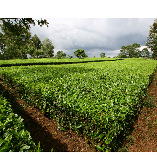 Kenya PF1