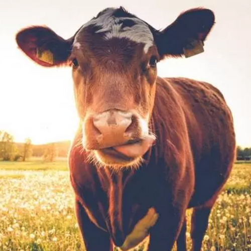 Milk Protein Concentrate