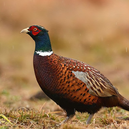 pheasant meat