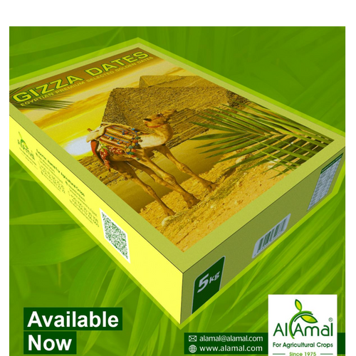 EGYPTIAN DATES